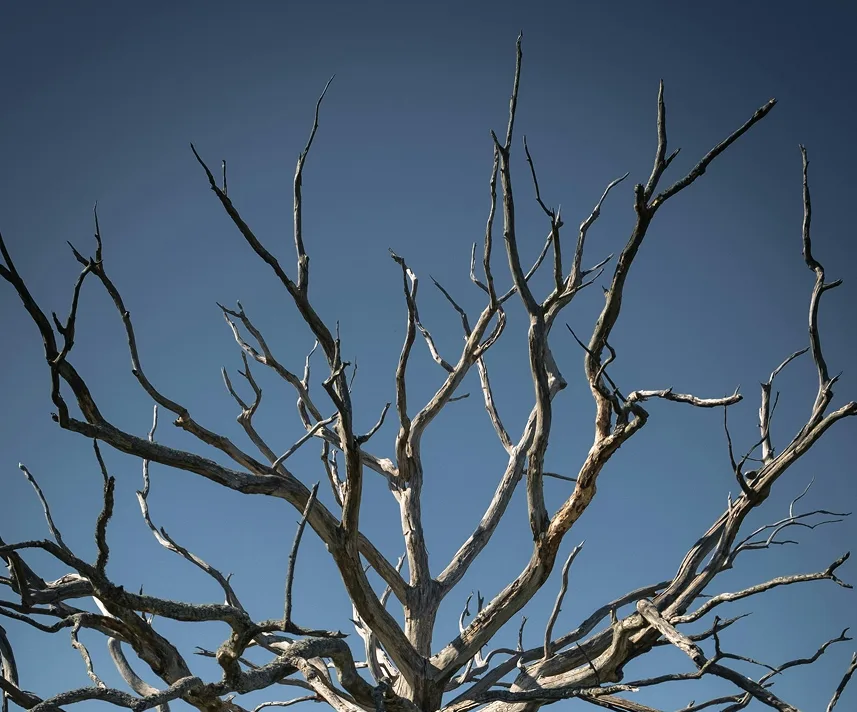 A bare, weathered tree reaching into a deep blue sky