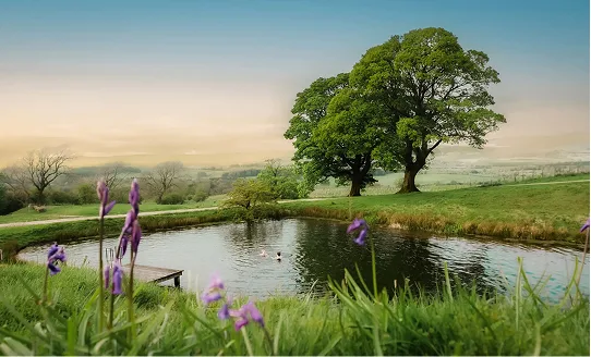 The wild-swimming pond with a lone tree at dawn